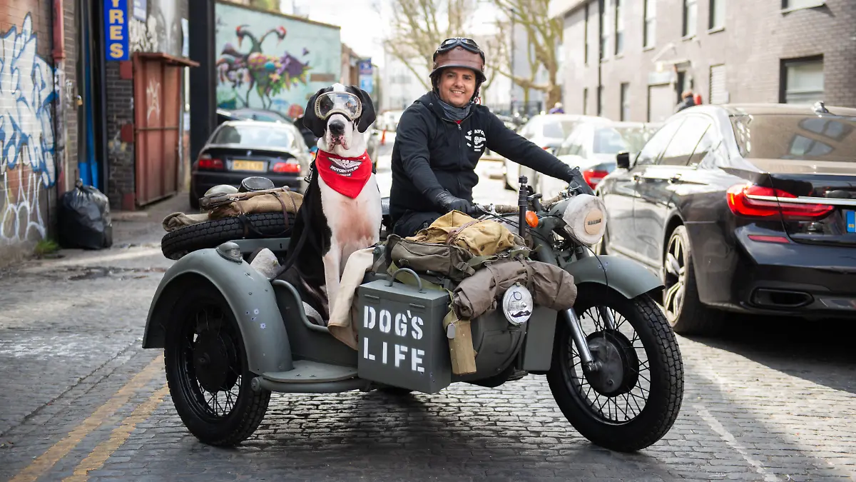 SONDERKONDITIONEN: Satzpreis!
The Real Gromit: Die Deutsche Dogge Diego cruist mit Besitzer Carlos Da Silva durch die Strassen von Bethnal Green  --   Diego the Great Dane with Carlos Da Silva,  Diego who loves to feel the wind blowing through his ears and watch the world go by - as he rides around in his owner' s motorbike sidecar. London. See SWNS story SWFTdane. Meet the real life Gromit - a Great Dane that loves to ride around in his owner?s motorbike SIDECAR. Pooch Diego enjoys feeling the wind blowing through its ears and watching the world go by - just like Wallace's famous dog. Diego stands at over two metres and comes running when he hears the former Russian military motorbike engine start up. He jumps straight into his cushioned sidecar next to owner, Carlos Da Silva, 45. Diego dons dog-goggles and the pair five, head into the streets around Bethnal Green, London, to delight passers by with the unique sighting. / action press