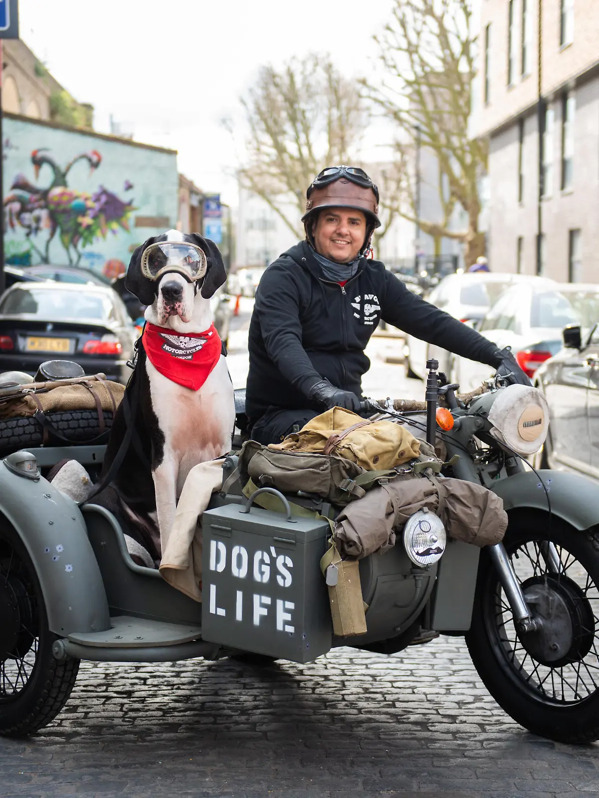 SONDERKONDITIONEN: Satzpreis!
The Real Gromit: Die Deutsche Dogge Diego cruist mit Besitzer Carlos Da Silva durch die Strassen von Bethnal Green  --   Diego the Great Dane with Carlos Da Silva,  Diego who loves to feel the wind blowing through his ears and watch the world go by - as he rides around in his owner' s motorbike sidecar. London. See SWNS story SWFTdane. Meet the real life Gromit - a Great Dane that loves to ride around in his owner?s motorbike SIDECAR. Pooch Diego enjoys feeling the wind blowing through its ears and watching the world go by - just like Wallace's famous dog. Diego stands at over two metres and comes running when he hears the former Russian military motorbike engine start up. He jumps straight into his cushioned sidecar next to owner, Carlos Da Silva, 45. Diego dons dog-goggles and the pair five, head into the streets around Bethnal Green, London, to delight passers by with the unique sighting. / action press
