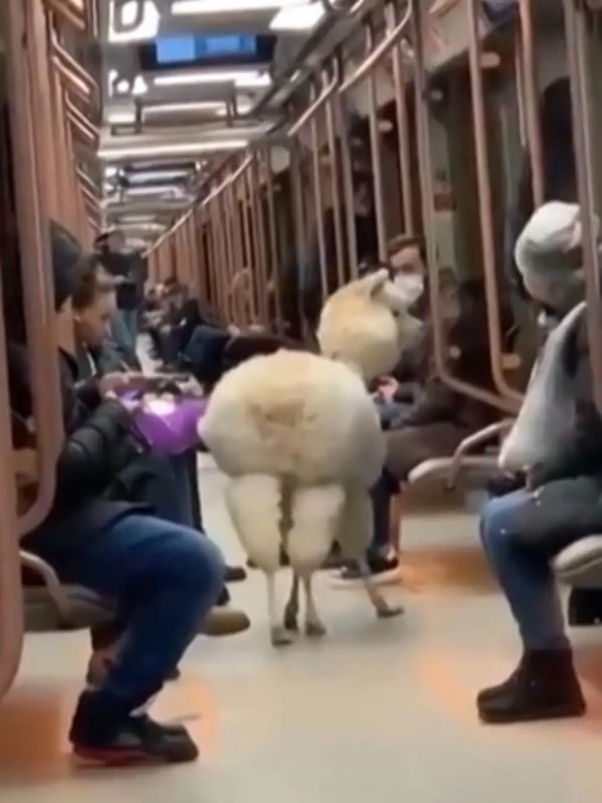 Dieses Video, aufgenommen in der Moskauer U-Bahn, wirft viele Fragen auf… vor allem: wohin soll die Reise gehen? Wir wissen es nicht genau. Angeblich hatte ein Bahnmitarbeiter Mitleid mit dem Tier und seinem Besitzer und ließ die beiden einfach mitfahren.