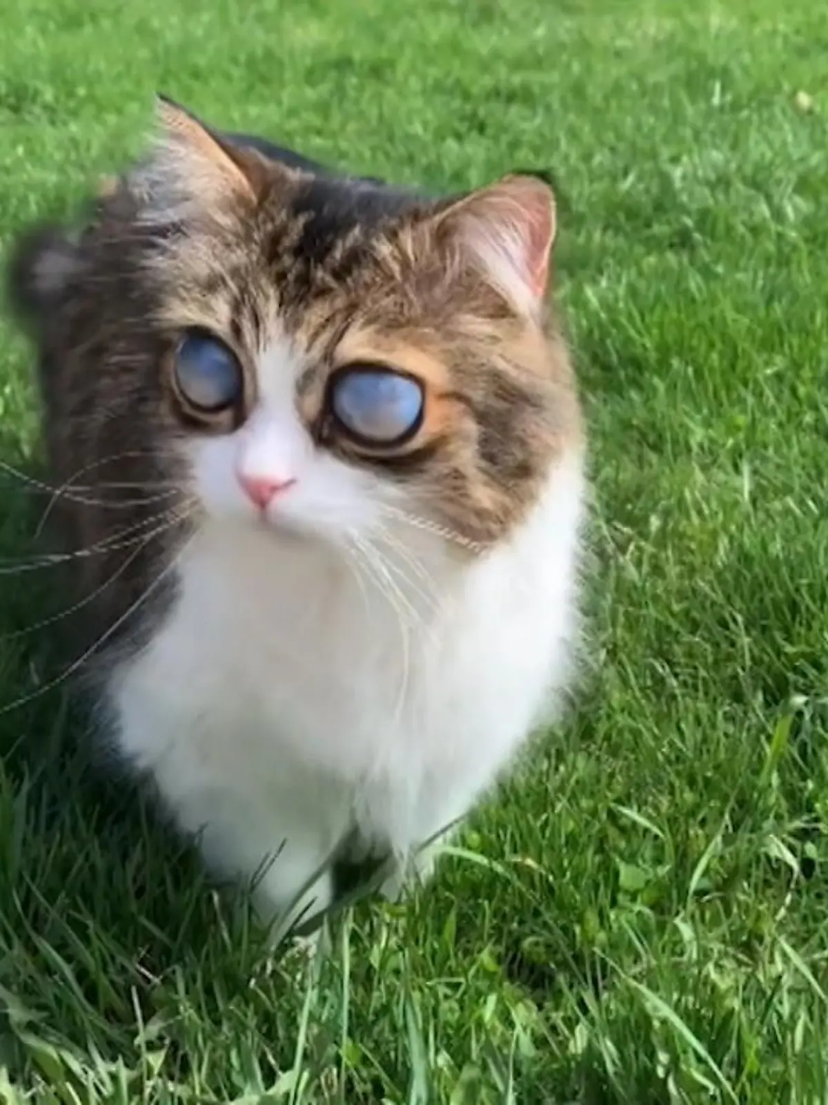 Mondauge, Stubenfliege, Wahrsager-Katze: All diese Namen passen auf das blinde Kätzchen Pico, was derzeit Millionen von Zuschauern auf Social Media begeistert. Wegen eines Grünen Stars sind beide Augen von ihm zu milchigen Kristallkugeln geworden – stören tut Pico das Ganze aber offenbar nicht!