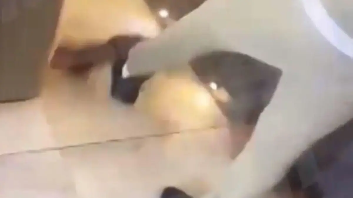 Katze Tierquälerei Kurt Zouma