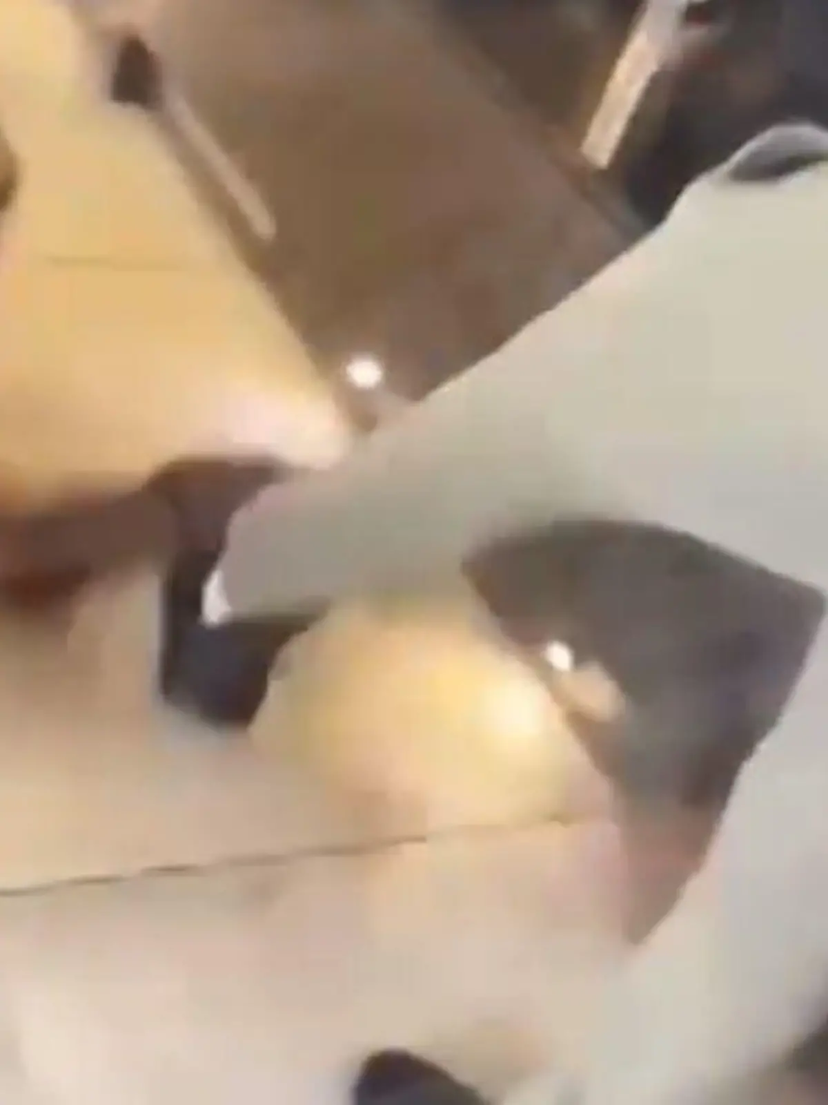 Katze Tierquälerei Kurt Zouma