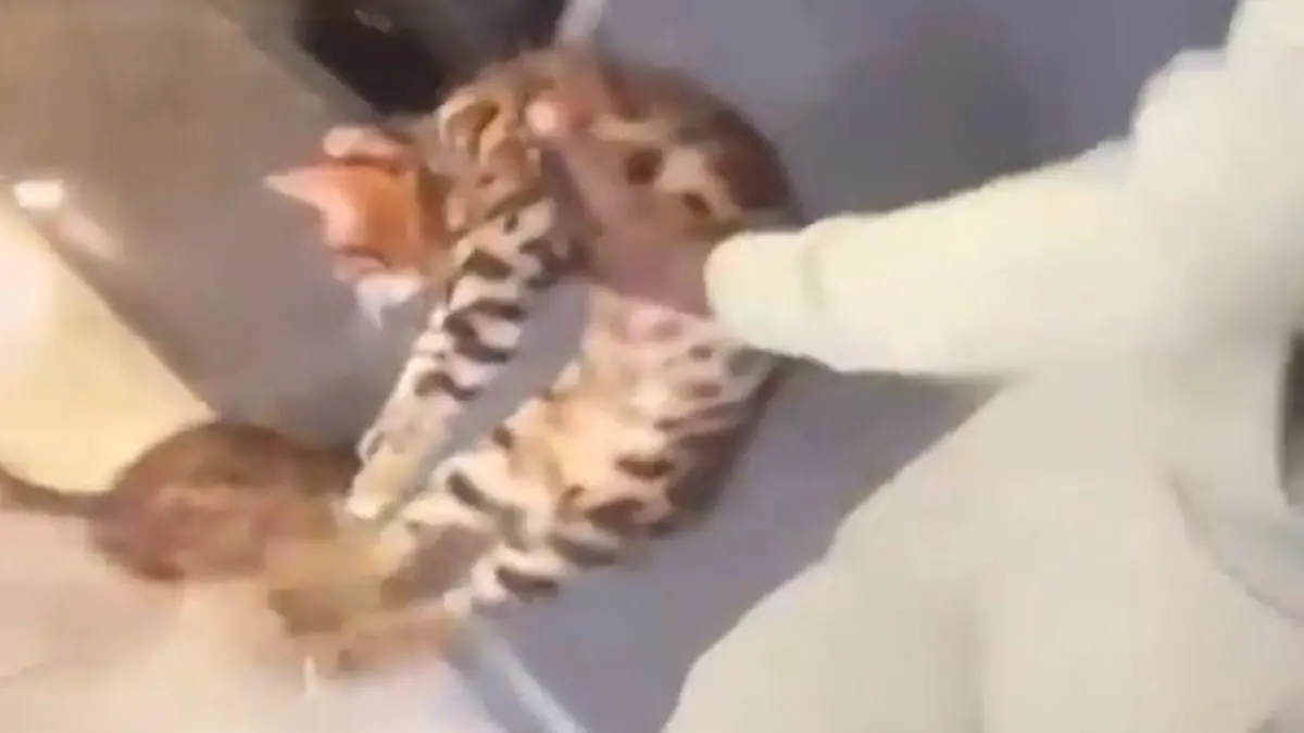 Katze Kurt Zouma Tierquälerei