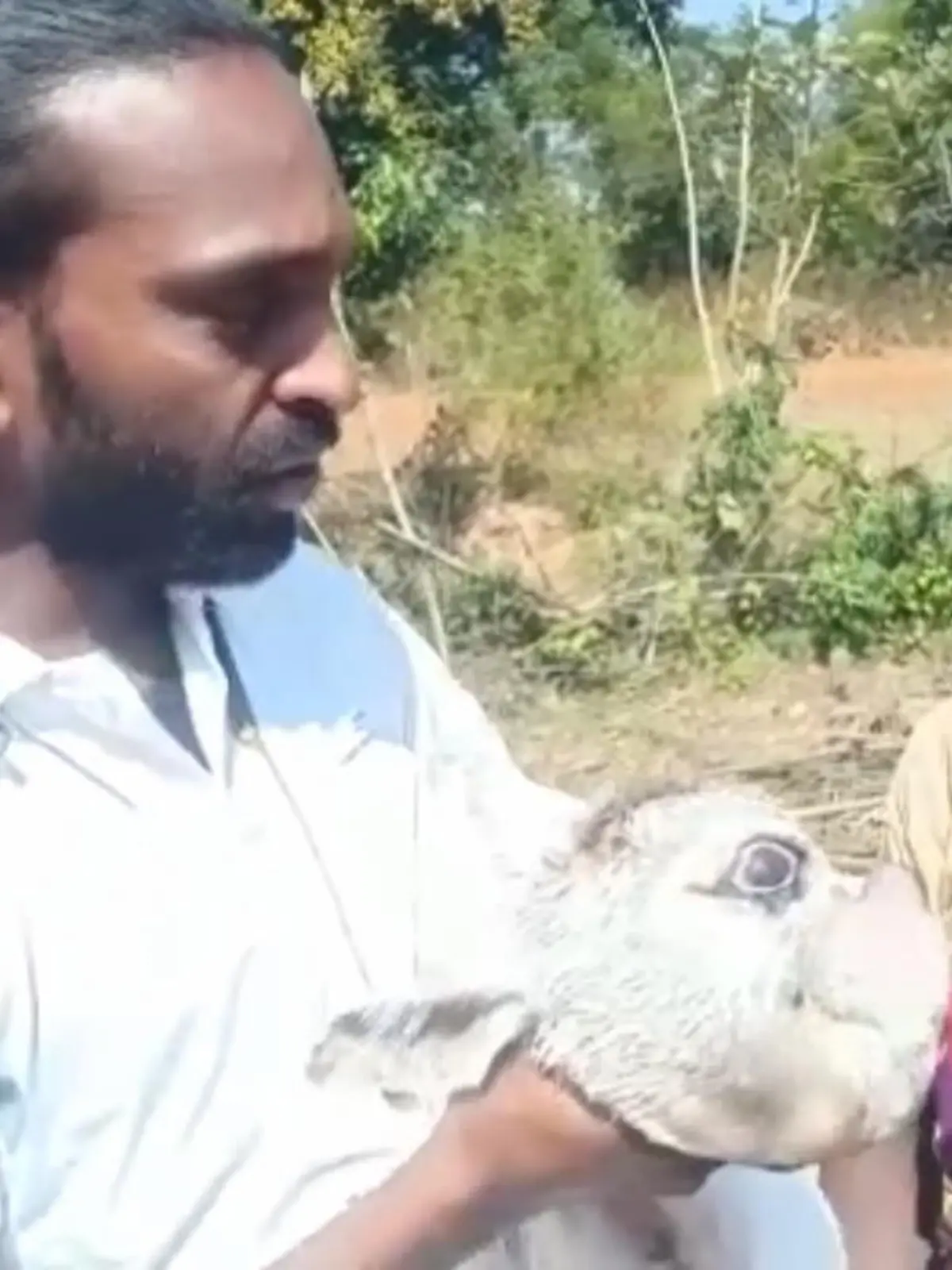 Ein Tier wie aus einer Fabel: Dieser Inder hält in seinen Händen eine kleine Sensation: Ein Kalb, geboren mit nur einem Auge. Eine absolute Seltenheit - und das in Indien, wo Kühe oft sogar religiös verehrt werden.