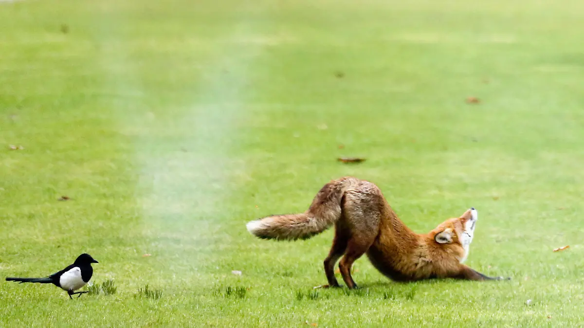 Ein Fuchs streckt sich am 27.02.2013 im Garten des Bundeskanzleramtes in Berlin neben einer Elster. Immer wieder sieht man Füchse auch in Städten. Einer hat sich sogar vor dem Kanzleramt in der Hauptstadt Berlin herumgetrieben. Foto: Kay Nietfeld ACHTUNG: Dieses Bild hat dpa bereits im Bildfunk gesendet. +++(c) dpa - Nachrichten für Kinder+++