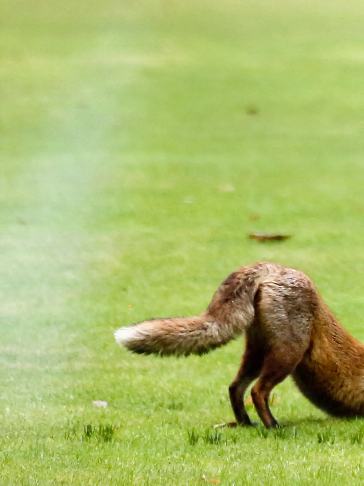 Ein Fuchs streckt sich am 27.02.2013 im Garten des Bundeskanzleramtes in Berlin neben einer Elster. Immer wieder sieht man Füchse auch in Städten. Einer hat sich sogar vor dem Kanzleramt in der Hauptstadt Berlin herumgetrieben. Foto: Kay Nietfeld ACHTUNG: Dieses Bild hat dpa bereits im Bildfunk gesendet. +++(c) dpa - Nachrichten für Kinder+++