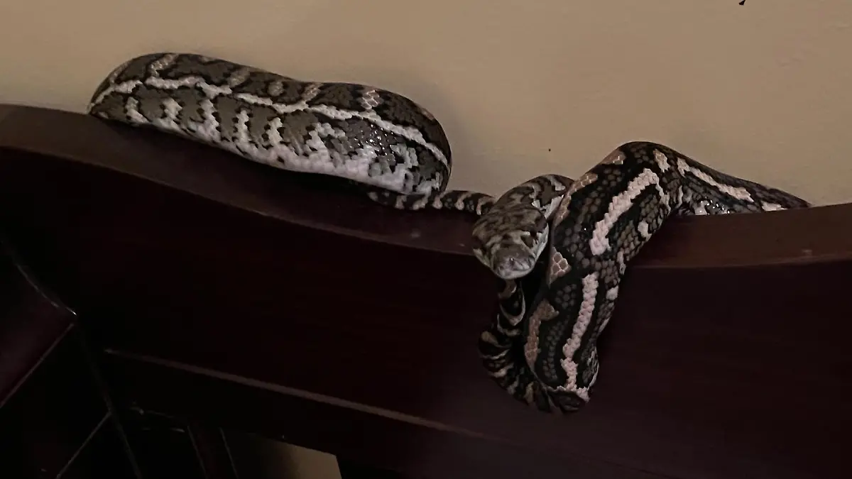 Diese ein Meter lange Küstenteppichpython hatte sich in das Bett eines Kleinkindes verirrt.