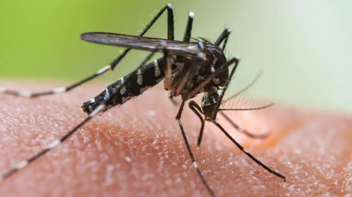 Aedes albopictus Mosquito. Super macro close up a Mosquito sucking human blood,