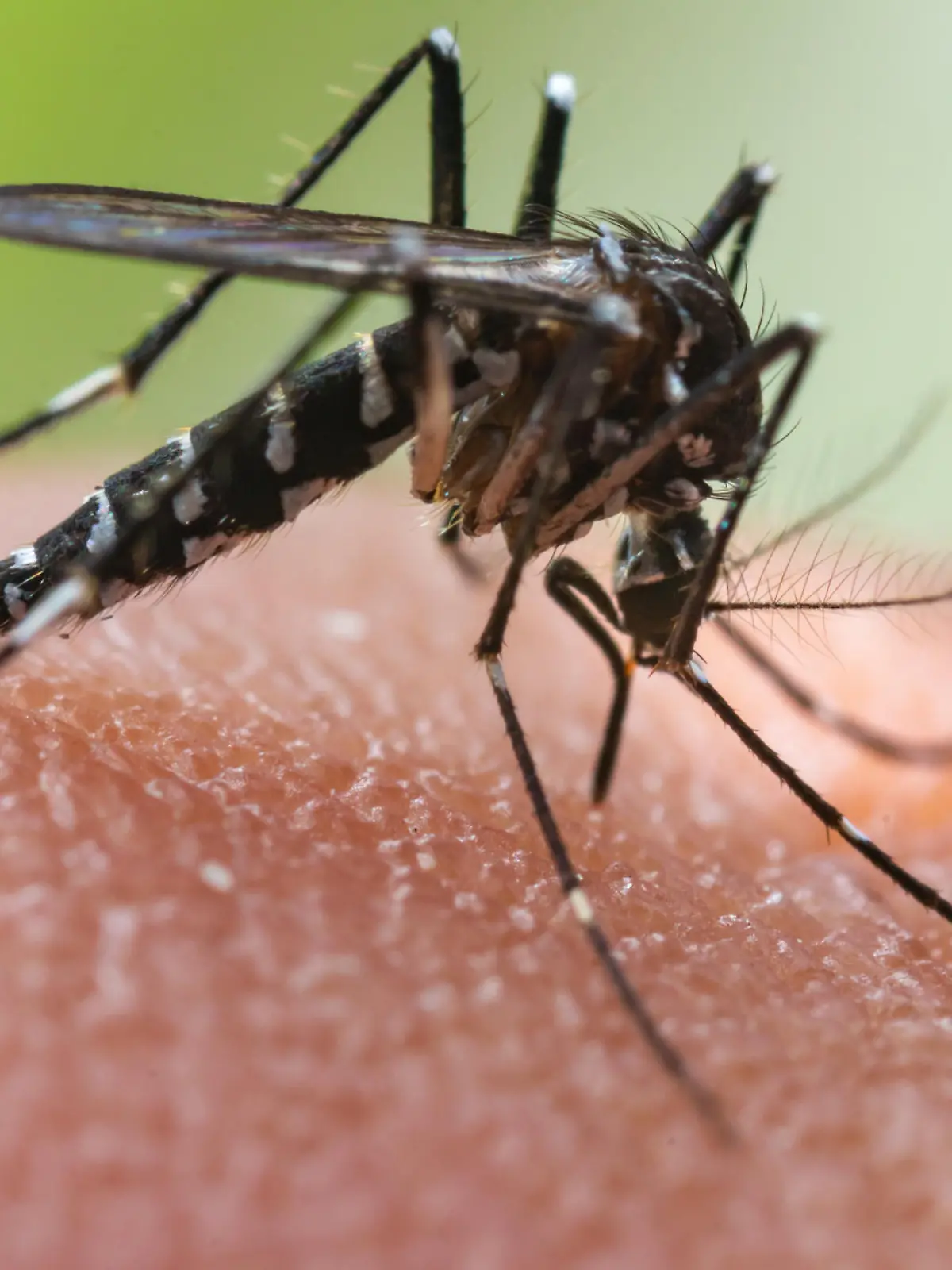 Aedes albopictus Mosquito. Super macro close up a Mosquito sucking human blood,