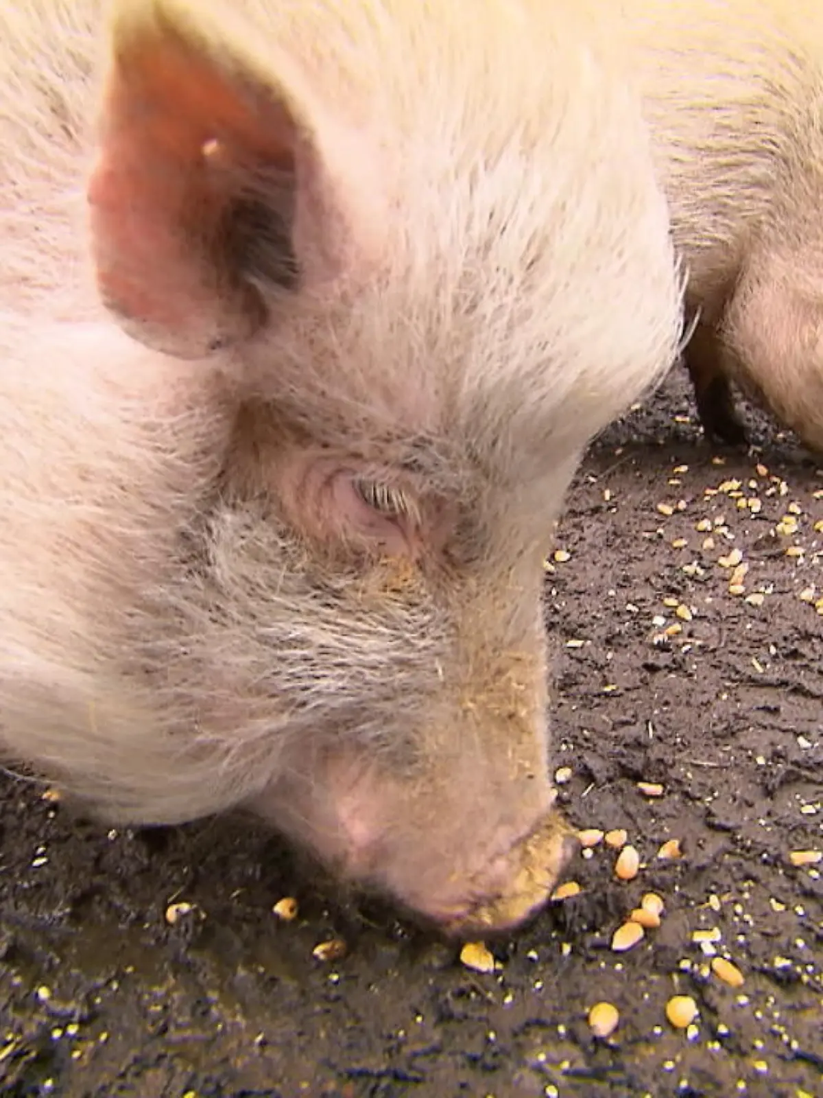 Sandra und Christoph halten fünf Minischweine, die aus einem Testlabor gerettet wurden, in ihrem Garten. Einem Nachbarn passt das jedoch gar nicht: Er will die Schweine unbedingt loswerden.