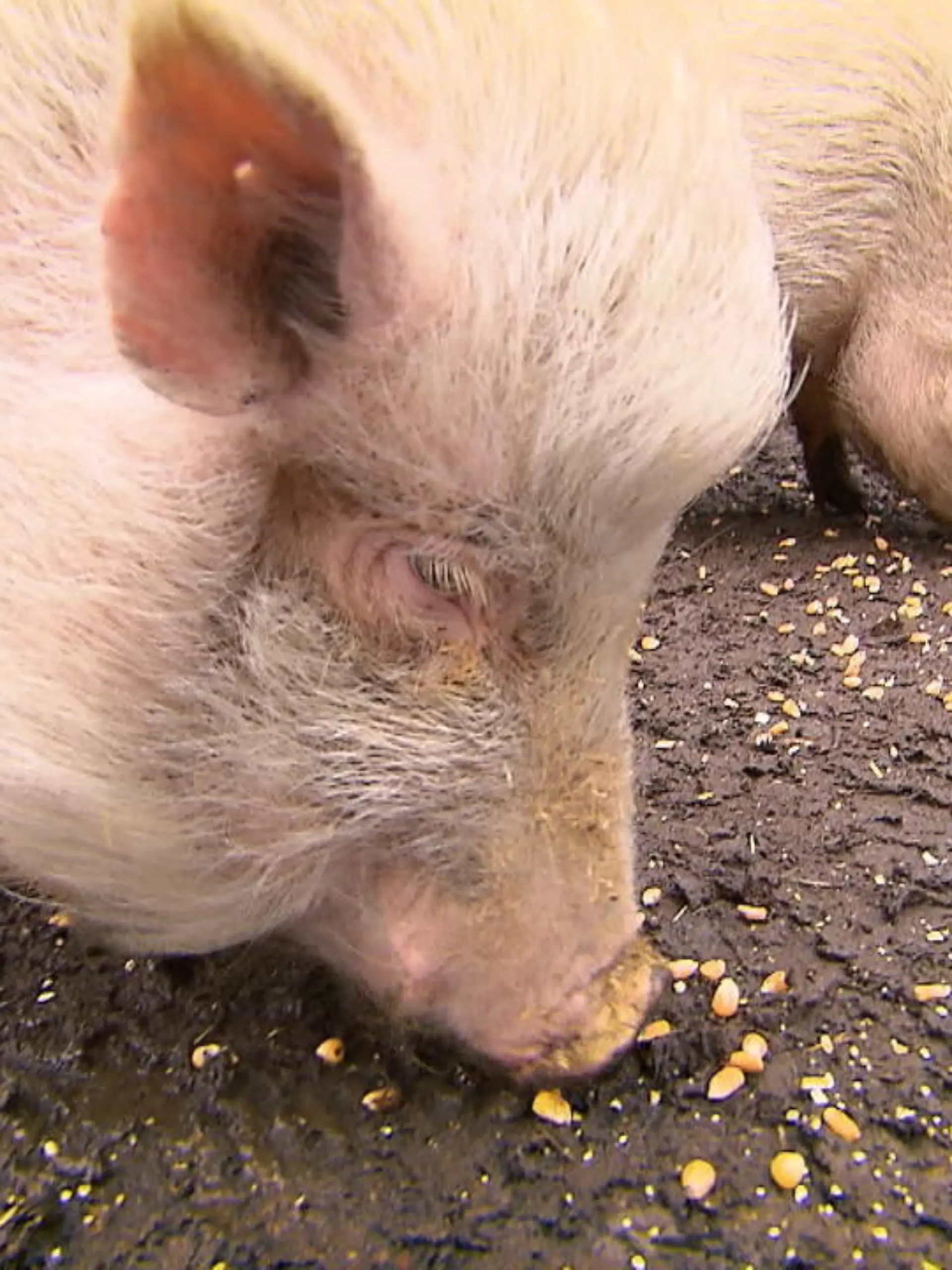 Sandra und Christoph halten fünf Minischweine, die aus einem Testlabor gerettet wurden, in ihrem Garten. Einem Nachbarn passt das jedoch gar nicht: Er will die Schweine unbedingt loswerden.