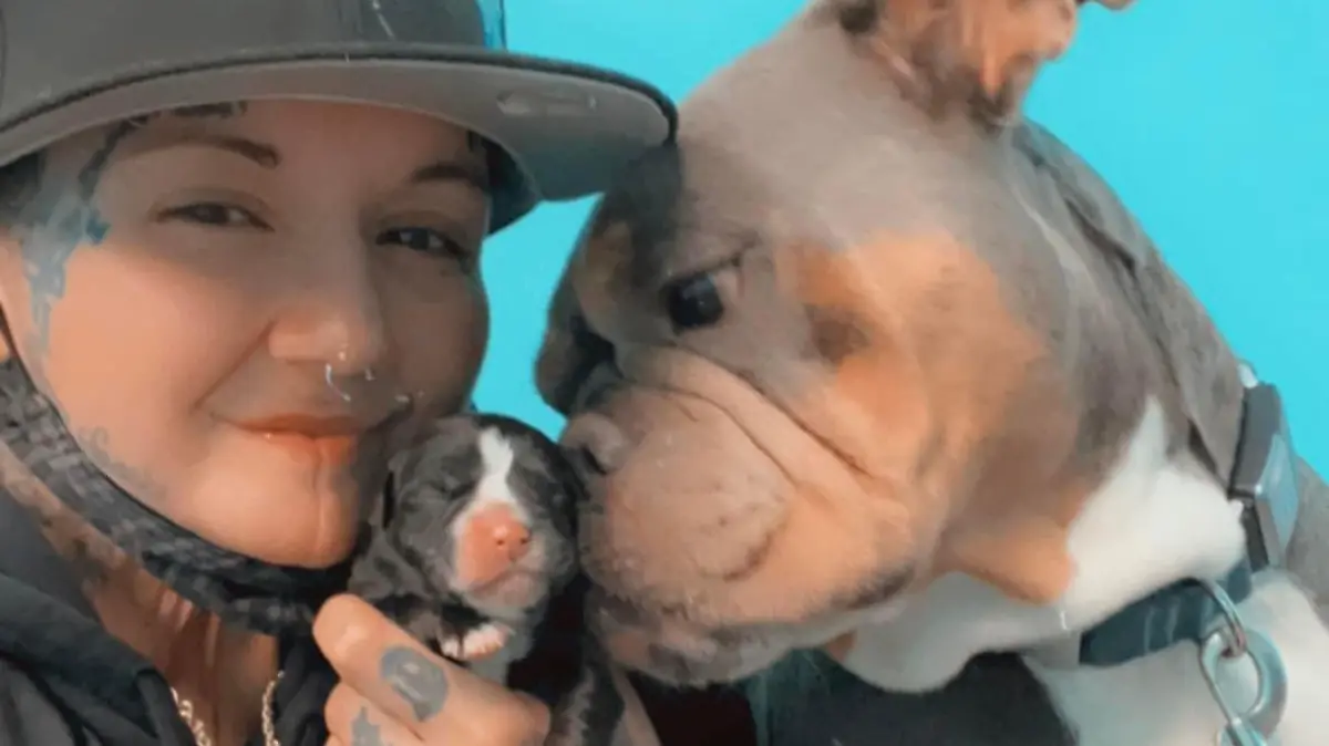 Jen Costa, 37, aus New York mit ihrer englischen Bulldogge "Azzurra Diamante" und Welpe "miracle"