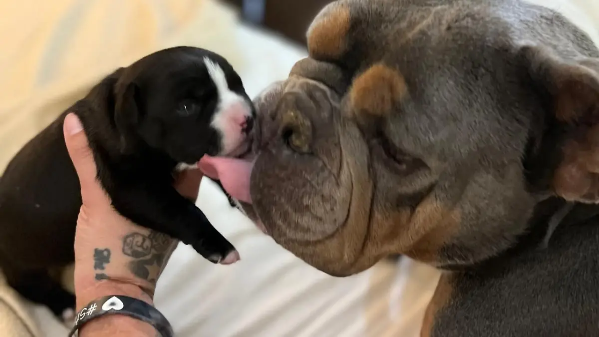 Die englische Bulldogge Azzurra leckt ihr Welpe.