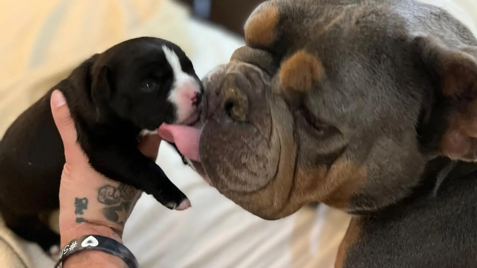 Die englische Bulldogge Azzurra leckt ihr Welpe.