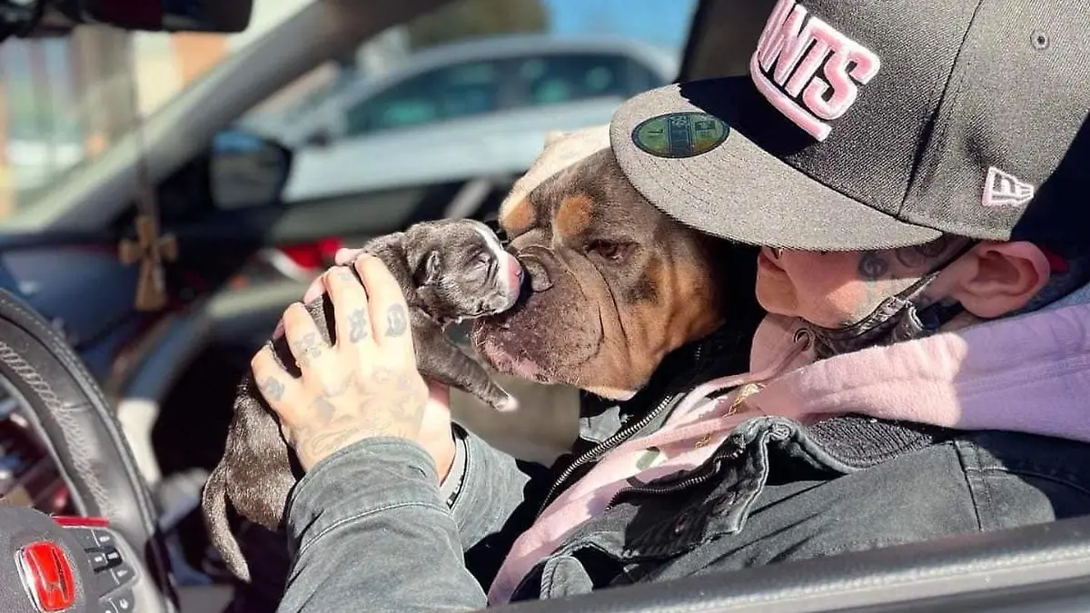 Jen Costa mit Hündin Azzurra und Welpe Miracle im Auto auf dem Fahrersitz