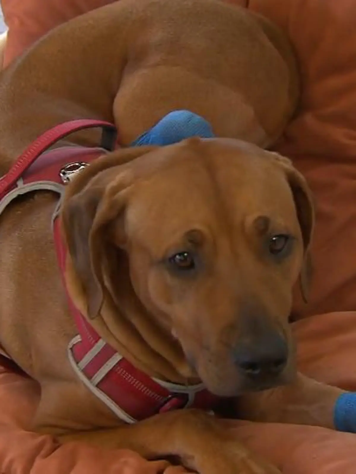 Nach einem schrecklichen Verkehrsunfall, Ende Dezember 2021, auf der A44 bei Kirchheim flohen zwei Hunde aus dem Kofferraum eines verunfallten Fahrzeuges auf die Farbahn. Hundedame Dschutti galt danach als vermisst. Jetzt ist sie einem Monat wieder bei ihrer Besitzerin in Maintal. Doch wie geht es der Hündin heute?