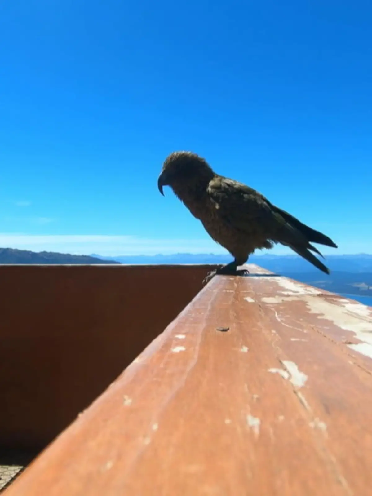 Das sind doch mal irre Aufnahmen aus der Vogelperspektive von Neuseeland- buchstäblich. Denn dieser Papagei hat sich die GoPro eines Hobbyfilmers gekrallt und einen Abflug gemacht.