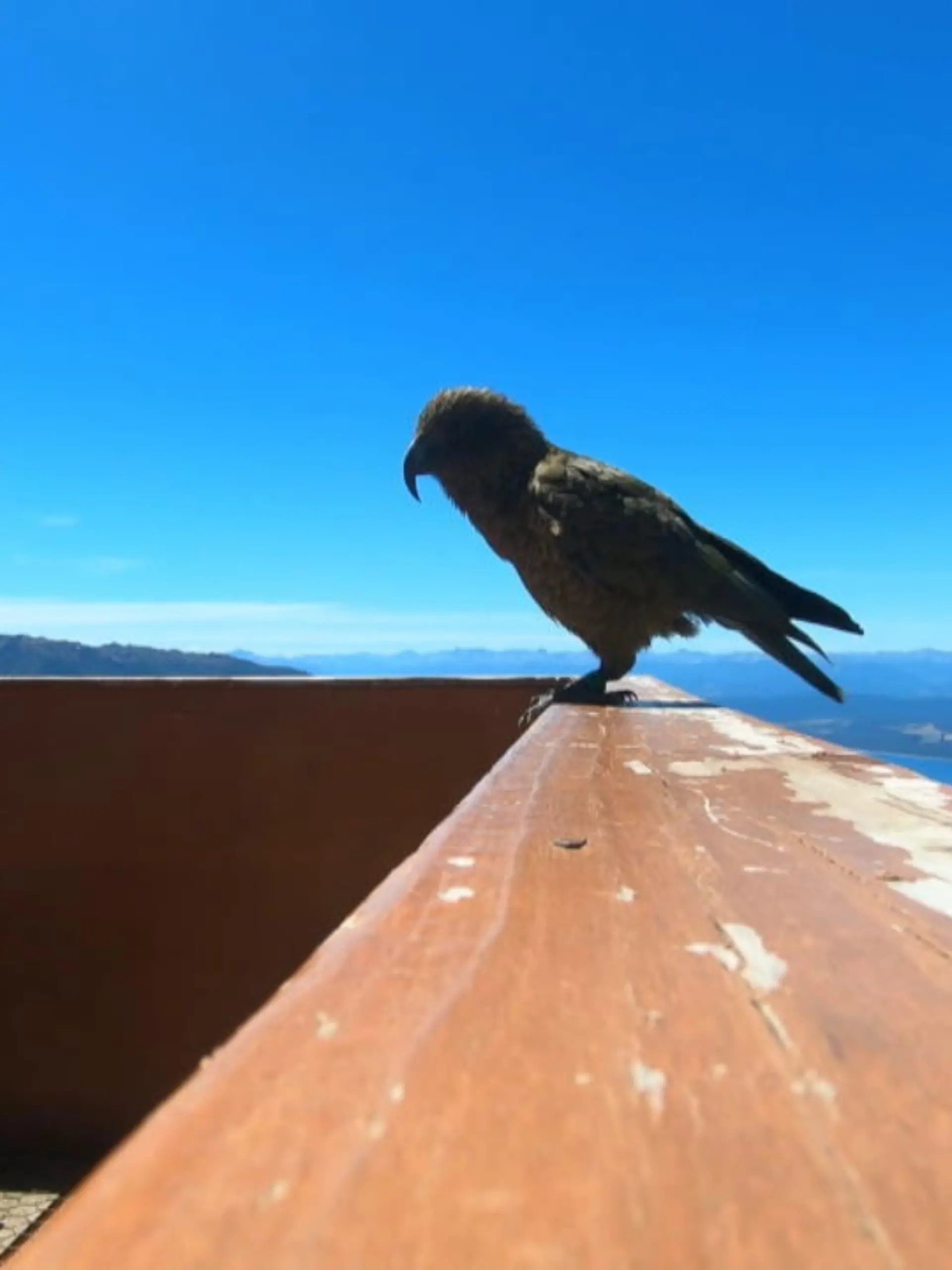 Das sind doch mal irre Aufnahmen aus der Vogelperspektive von Neuseeland- buchstäblich. Denn dieser Papagei hat sich die GoPro eines Hobbyfilmers gekrallt und einen Abflug gemacht.
