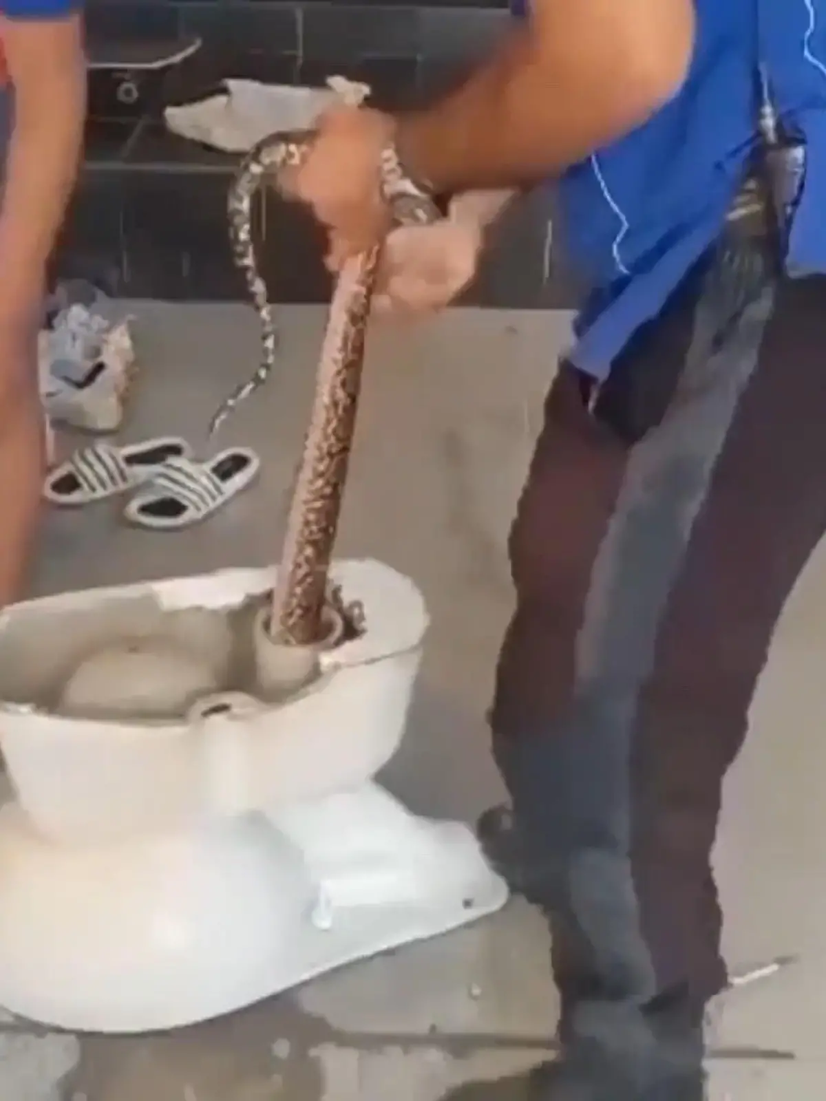 Bild zu: "Python steckt in Toilette fest"