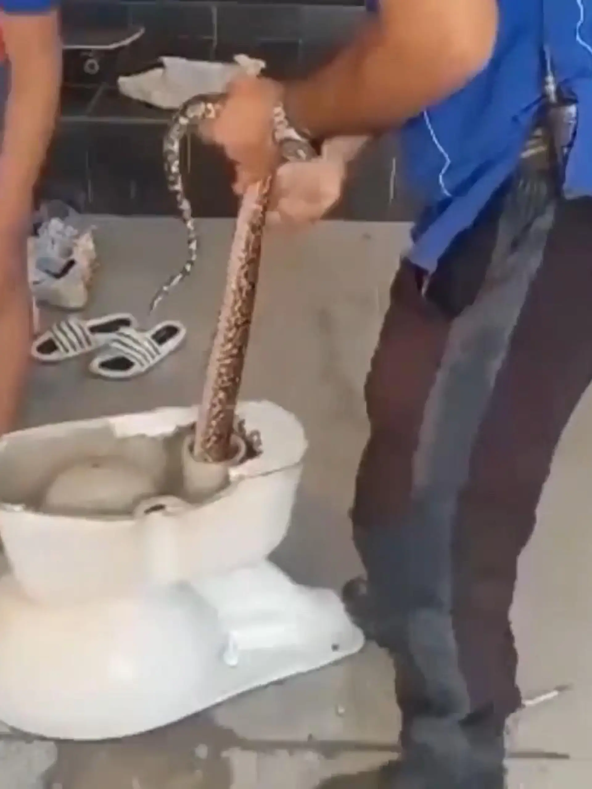 Bild zu: "Python steckt in Toilette fest"