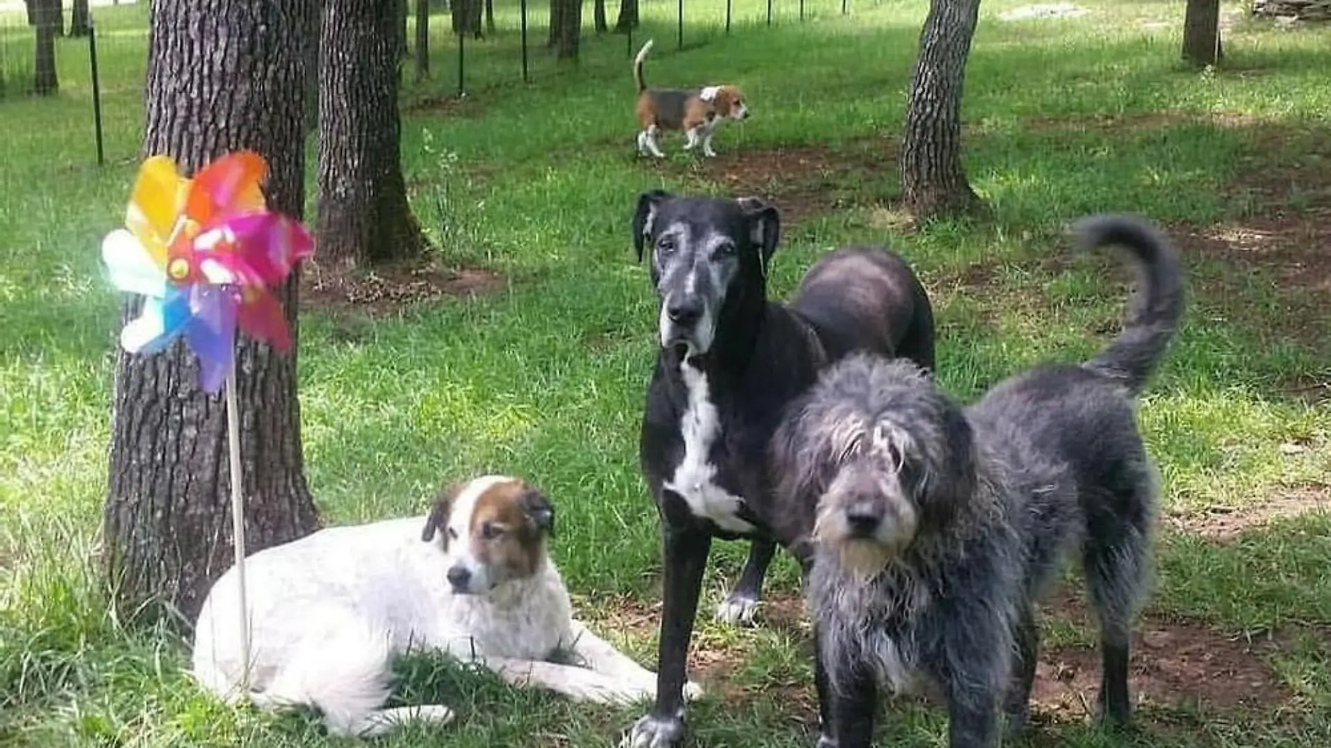 SONDERKONDITIONEN: Satzpreis!
Mum Valerie Reid has transformed her Missouri home into the Whispering Willows Senior Dog Sanctuary ? a hospice of old dogs. See SWNS story SWFH senior. This mum has turned her home into a dog hospice and looks after up to 80 senior pooches at once. Valerie Reid, 44, couldn't bear the thought of old pooches spending their final days alone, so started her non-profit Whispering Willows Senior Dog Sanctuary. Dogs come in when they have spent a long time in a shelter, or their owners pass away or move into a retirement facility. Valerie, the charity?s President, said: ?The dogs live with us openly and go between the two buildings. anywhere we go they go and are treated as part of the family. / action press