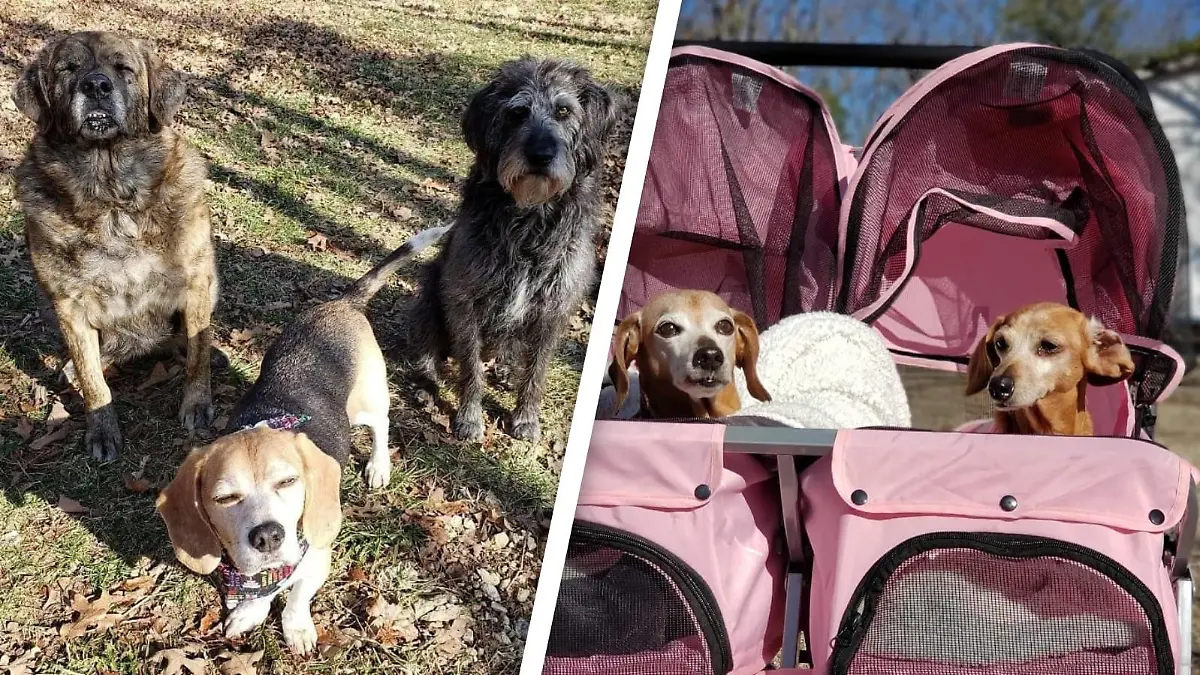 Valerie Reids alte Hunde sitzen draußen im Garten, zwei Hunde sitzen in pinkem Kinderwagen