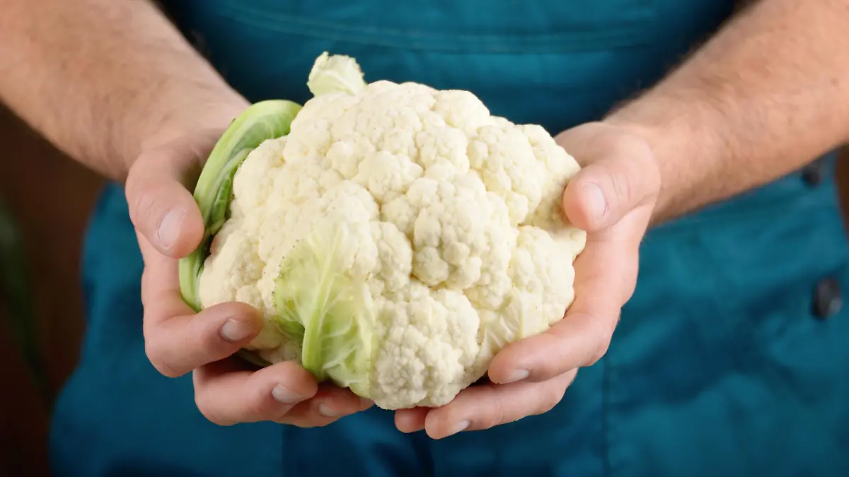 Farmer hold fresh organic cauliflower in his hands. Vegetable harvest concept