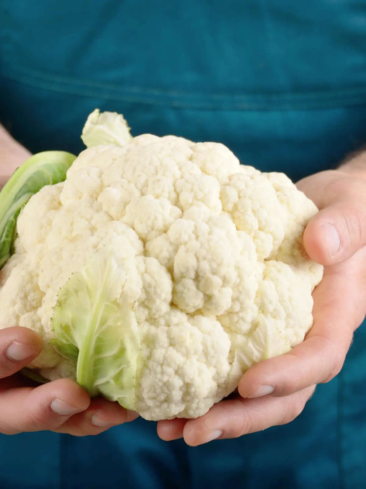 Farmer hold fresh organic cauliflower in his hands. Vegetable harvest concept
