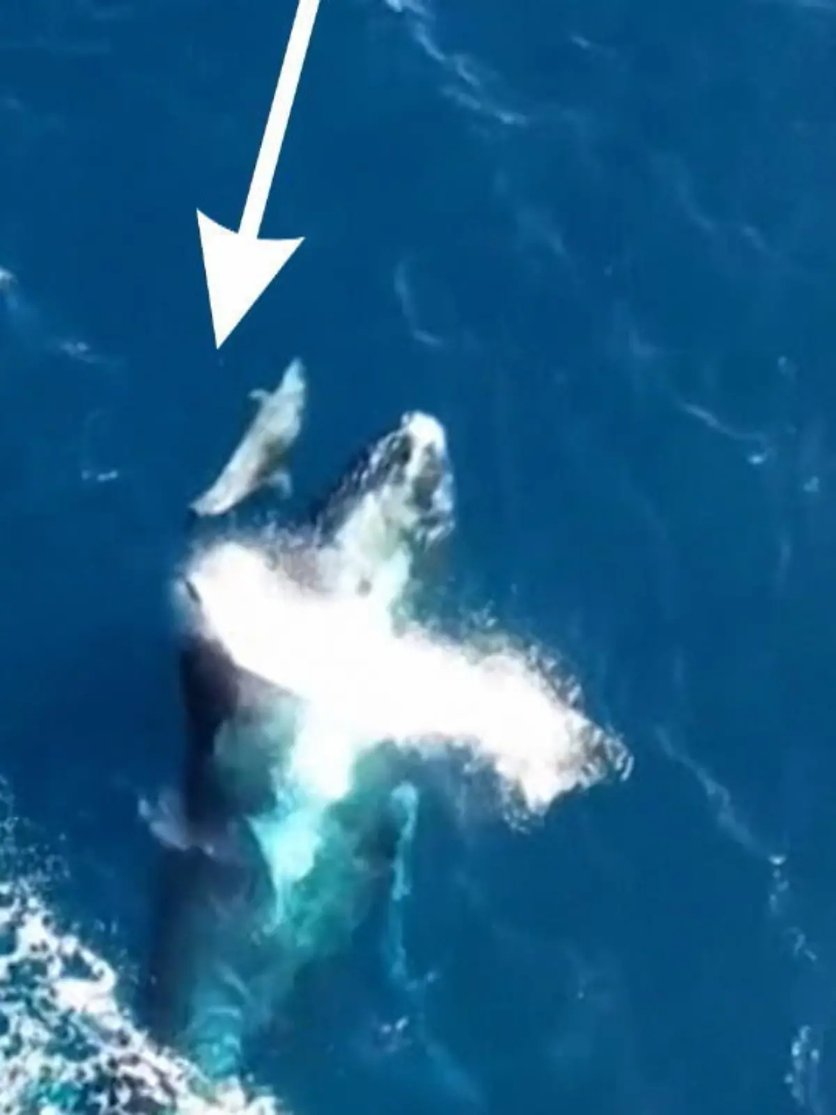 Ein Drohnenpilot hat spektakuläre Aufnahmen davon gemacht, wie ein Wal und ein Delfin miteinander planschen.