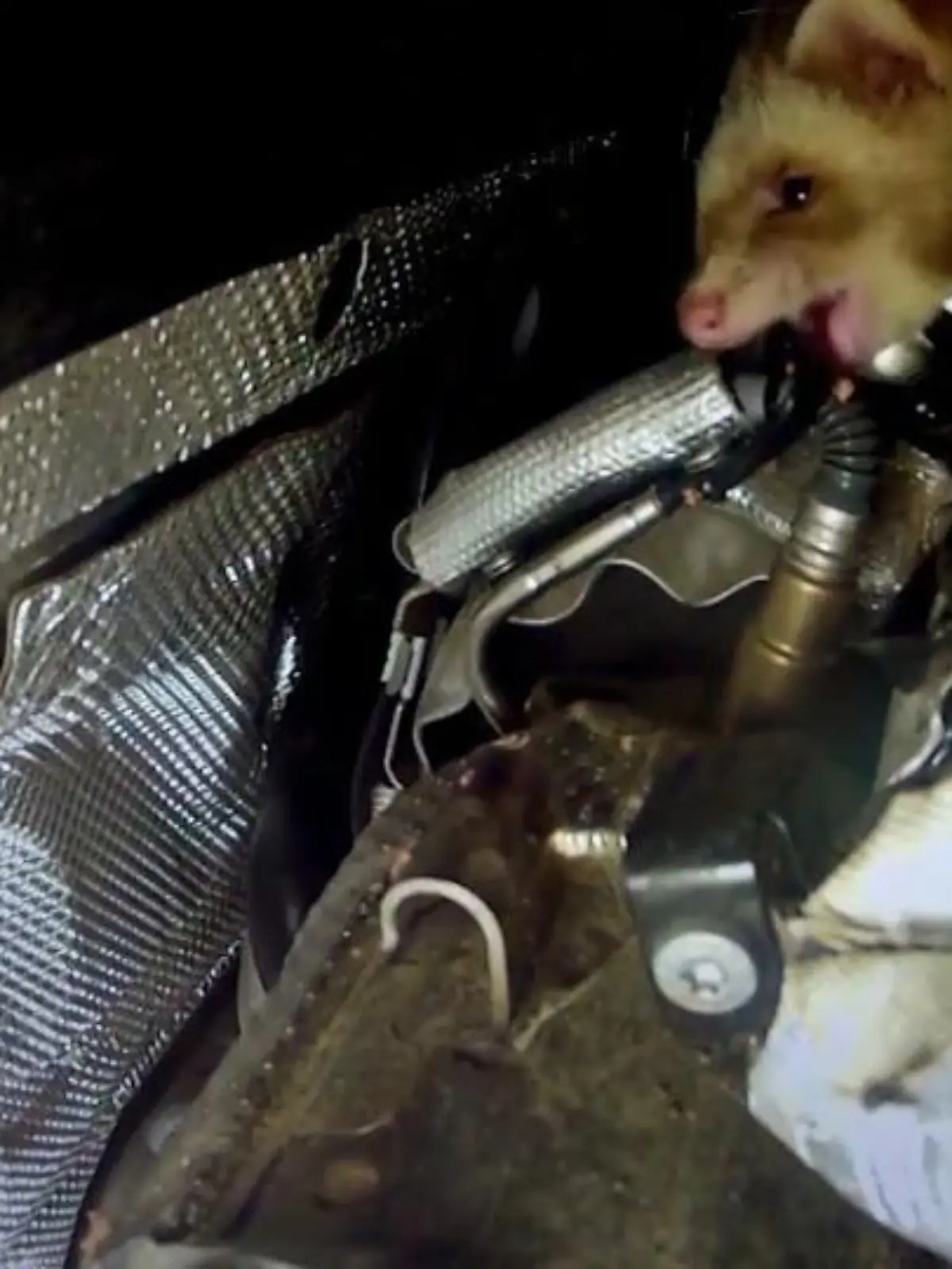 Wenn sich ein Marder in Ihren Motorraum verirrt hat, müssen vor allem Kabel und Schläuche dran glauben. Ganz schön ärgerlich! Wie Sie einen Marderschaden erkennen und sich davor schützen.