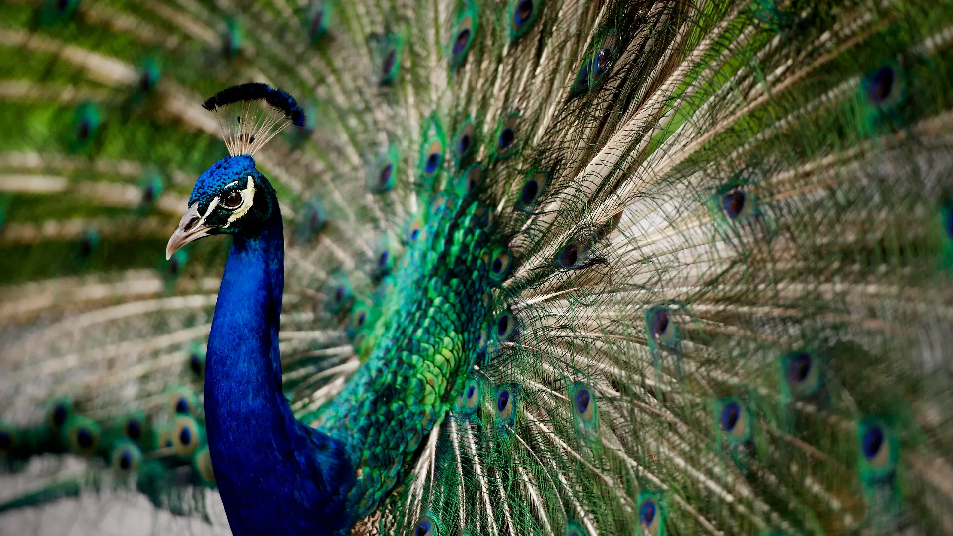 Entertainment Bilder des Tages August 9, 2020, Palm Beach, Florida, USA: A wild peacock shows off his iridescent blue and green plumage in a neighborhood next to Banyan Creek Elementary School on Barwick Road in Delray Beach August 7, 2020. Dozens of peacocks live in the neighborhood. Palm Beach USA - ZUMAp77_ 20200809_zaf_p77_001 Copyright: xThexPalmxBeachxPostx