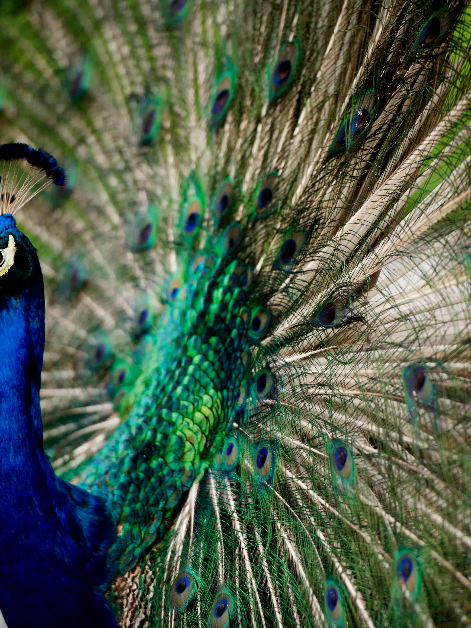 Entertainment Bilder des Tages August 9, 2020, Palm Beach, Florida, USA: A wild peacock shows off his iridescent blue and green plumage in a neighborhood next to Banyan Creek Elementary School on Barwick Road in Delray Beach August 7, 2020. Dozens of peacocks live in the neighborhood. Palm Beach USA - ZUMAp77_ 20200809_zaf_p77_001 Copyright: xThexPalmxBeachxPostx