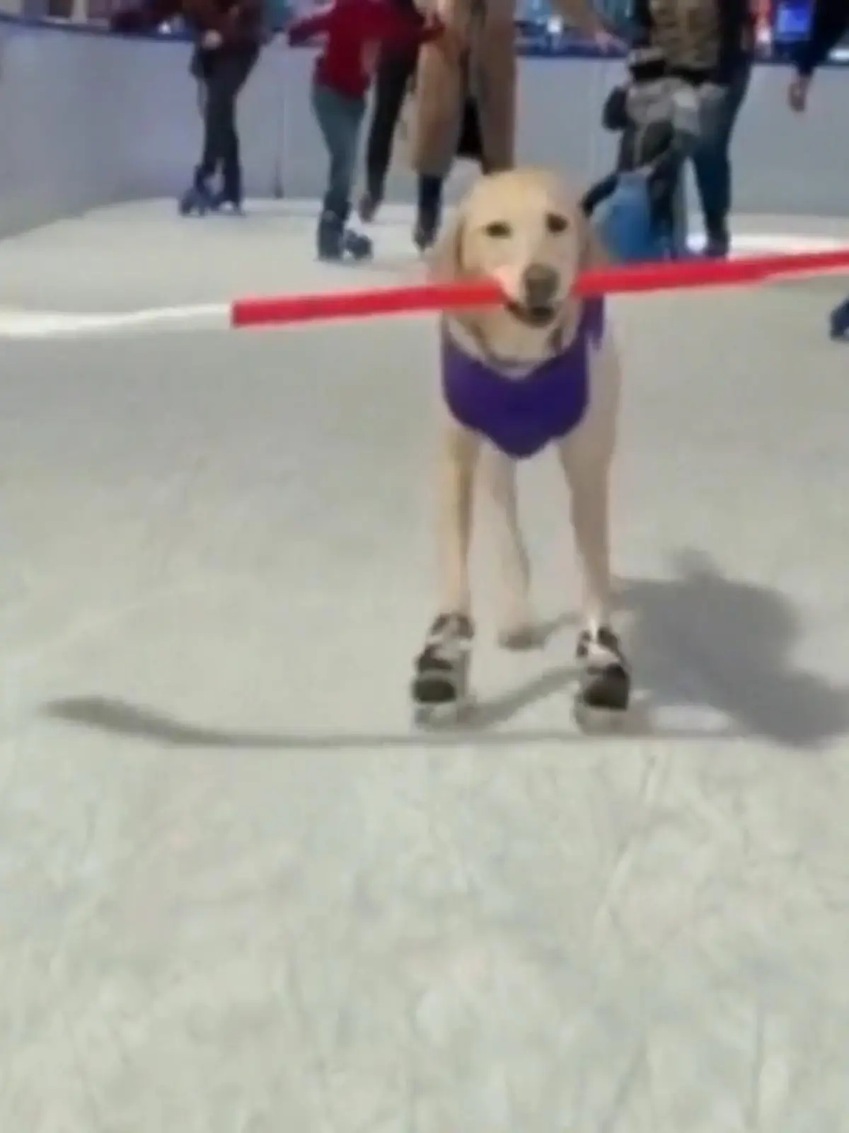 Bild zu: "Hund Benny liebt Schlittschuhlaufen"