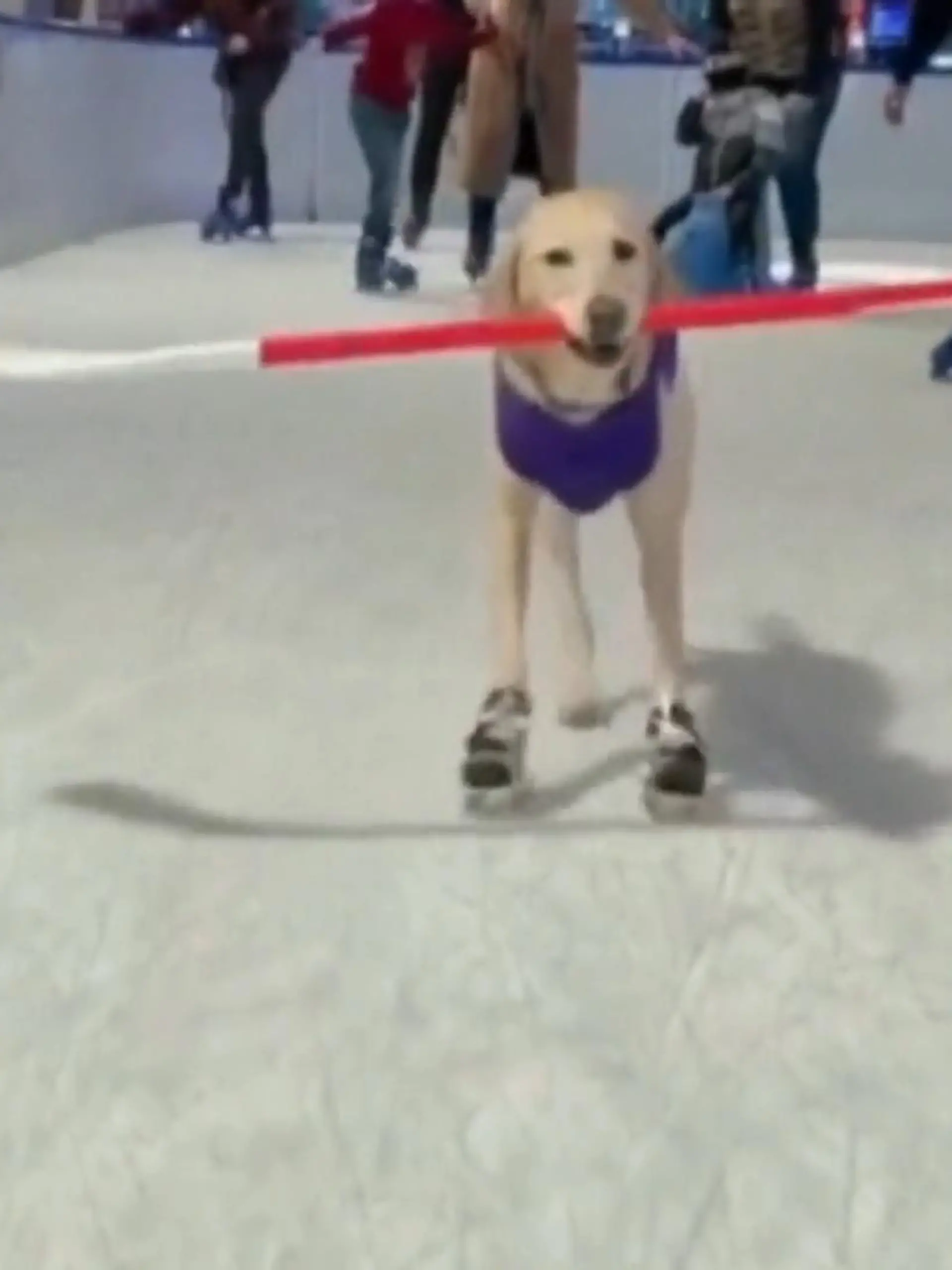 Bild zu: "Hund Benny liebt Schlittschuhlaufen"