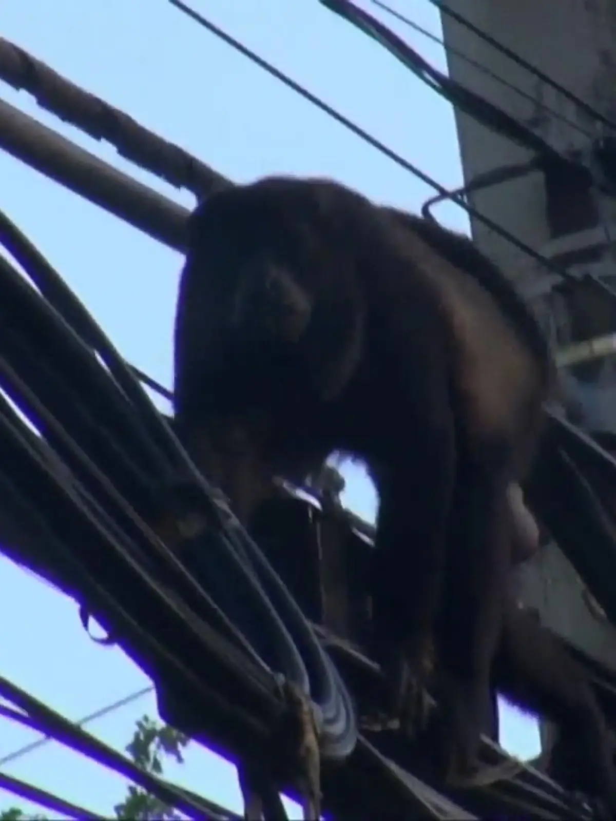Wo früher Bäume und Kletterpflanzen in den Himmel ragten, sind jetzt Straßen, Häuser – und Strommasten. In Costa Rica wird die zunehmende Zerstörung des Regenwaldes durch den Menschen für viele Tiere zur Gefahr. Dutzende Affen verenden regelmäßig an den Stromleitungen rund um den Ort Tamarindo, weil die Tiere die Kabel zum Klettern benutzen.