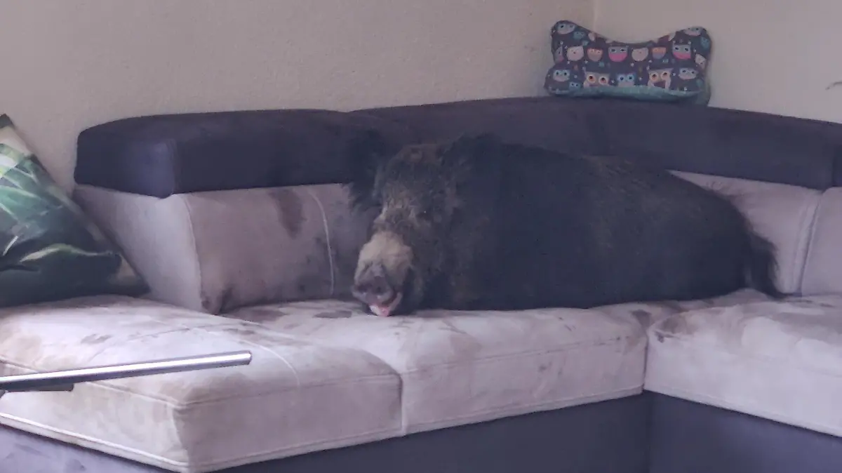 Wildschwein auf Sofa