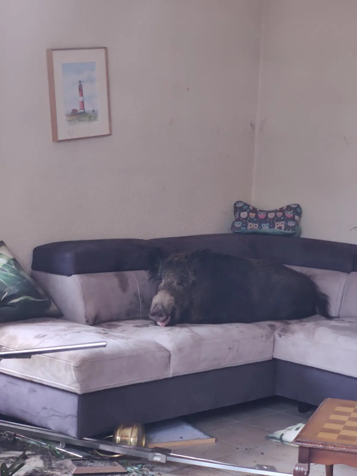Wildschwein auf Sofa