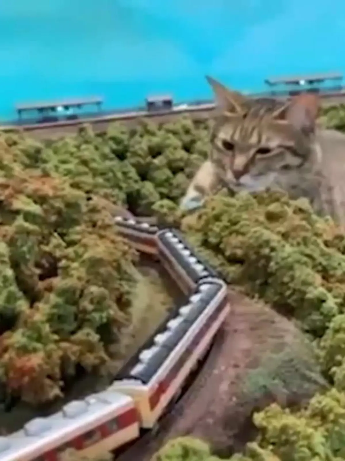 Wegen der Corona-Pandemie und sinkendem Umsatz hätte Naoki Teraoka seinen Laden beinahe schließen müssen. Doch mit der Hilfe einiger streunender Katzen hat er es geschafft, seinen Laden wieder zum Laufen zu bringen. Wie das ging, erfahren Sie im Video.