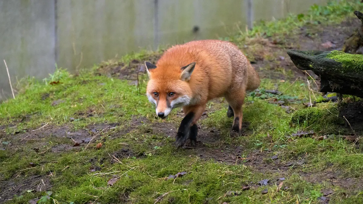 Ein Rotfuchs (Vulpes vulpes) läuft in seinem Gehege im Wildpark Eekholt.