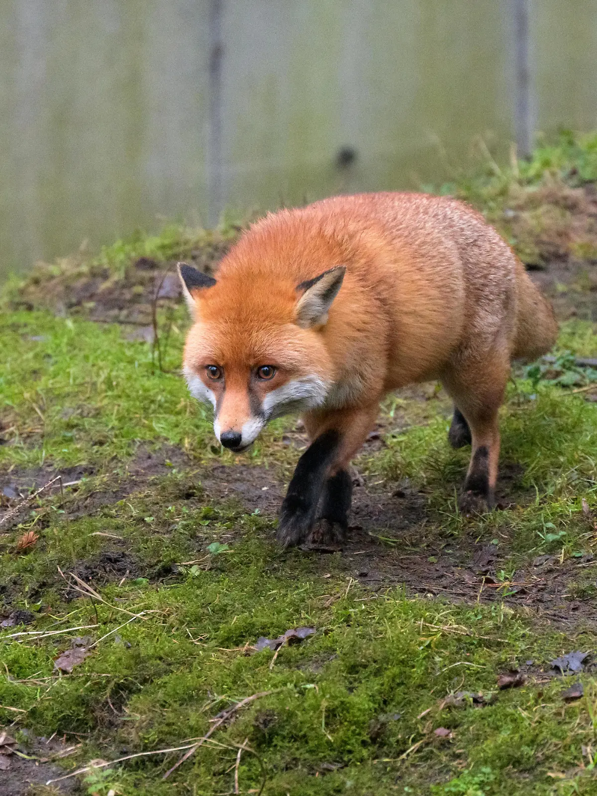 Ein Rotfuchs (Vulpes vulpes) läuft in seinem Gehege im Wildpark Eekholt.