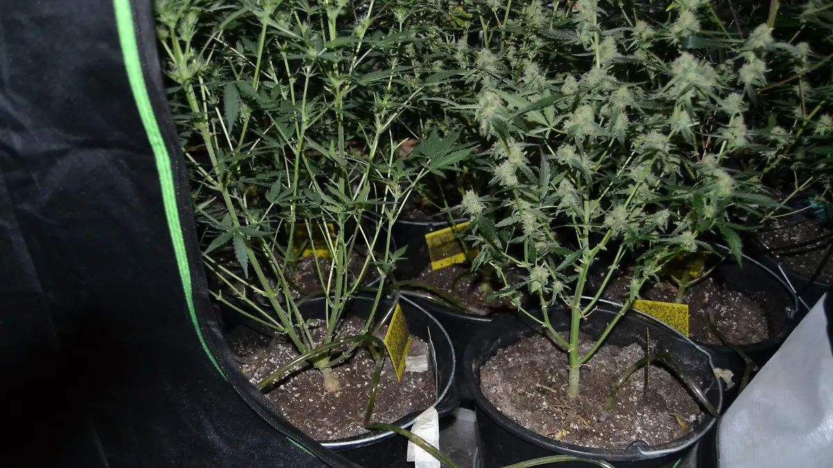 Plantage_2