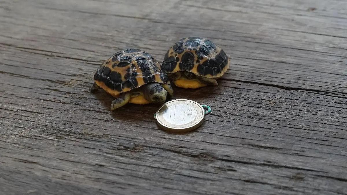 Die gelb-schwarzen Mini-Schildkröten werden bis zu 12 Zentimeter groß und maximal 70 Jahre alt.