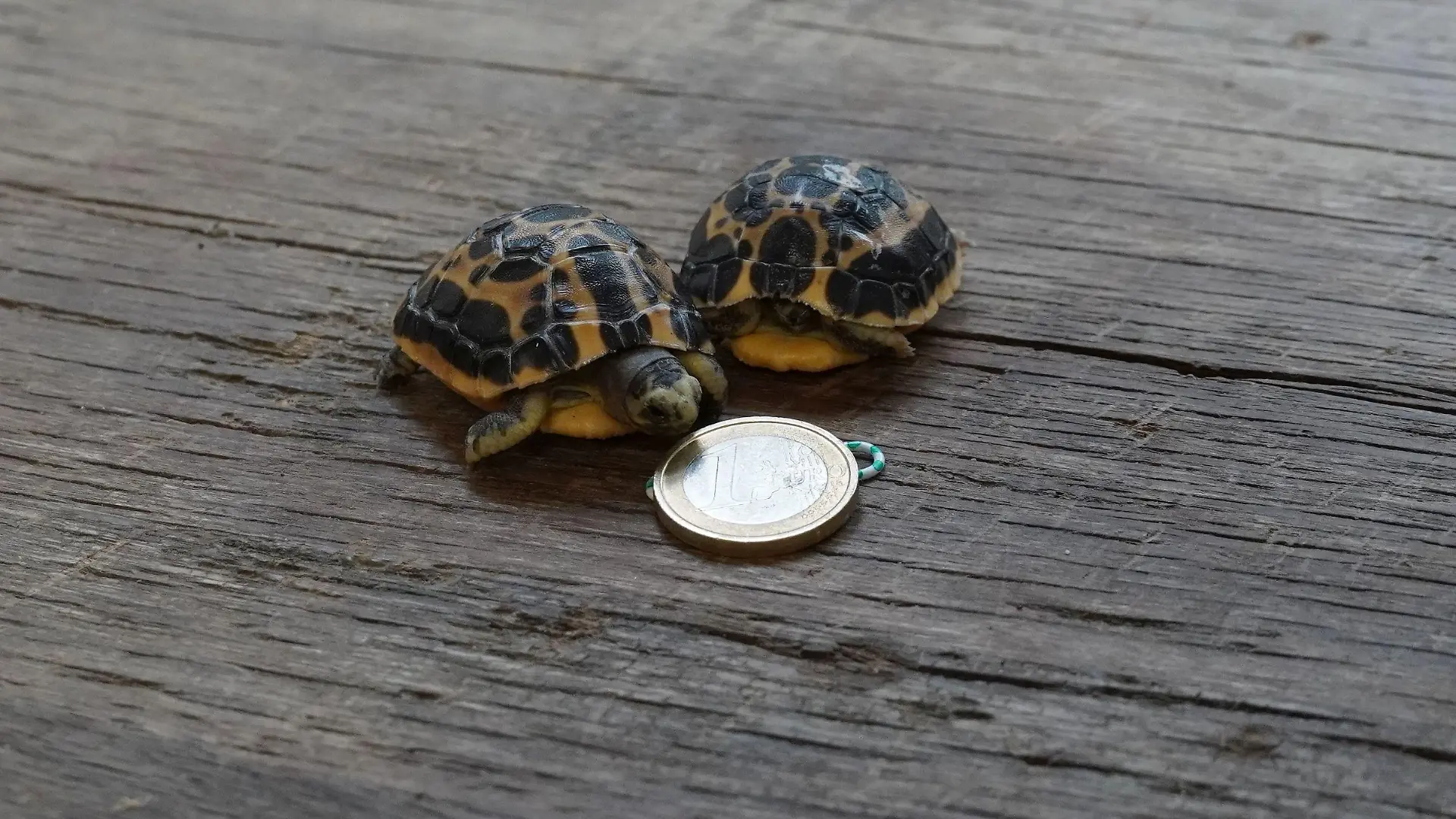 Die gelb-schwarzen Mini-Schildkröten werden bis zu 12 Zentimeter groß und maximal 70 Jahre alt.