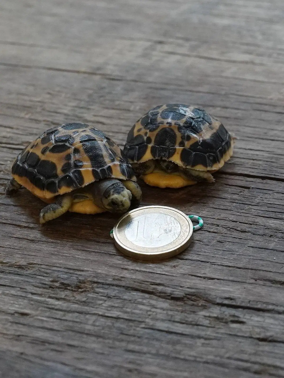 Die gelb-schwarzen Mini-Schildkröten werden bis zu 12 Zentimeter groß und maximal 70 Jahre alt.