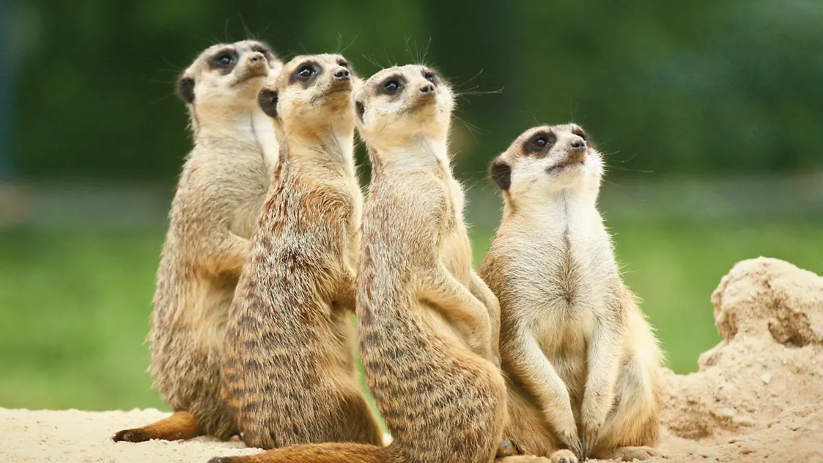 HANDOUT - 24.09.2021, Bayern, München: Vier Erdmännchen aus dem Tierpark Hellabrunn in München stehen auf einem Erdhügel (undatierte Aufnahme). Trauer in Hellabrunn: Bei einem Unfall sind alle vier Erdmännchen des Münchner Tierparks ums Leben gekommen. (zu dpa «Tödlicher Unfall: Alle Erdmännchen im Tierpark Hellabrunn verschüttet»). Foto: ---/Tierpark Hellabrunn/dpa - ACHTUNG: Nur zur redaktionellen Verwendung im Zusammenhang mit einer Berichterstattung über (die Sendung/den Film/die Auktion/die Ausstellung/das Buch) und nur mit vollständiger Nennung des vorstehenden Credits +++ dpa-Bildfunk +++