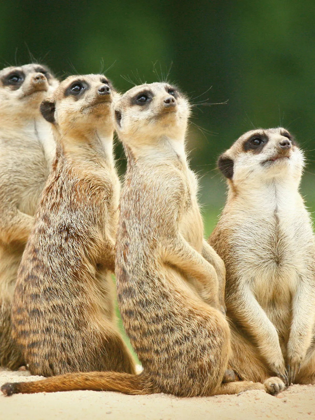 HANDOUT - 24.09.2021, Bayern, München: Vier Erdmännchen aus dem Tierpark Hellabrunn in München stehen auf einem Erdhügel (undatierte Aufnahme). Trauer in Hellabrunn: Bei einem Unfall sind alle vier Erdmännchen des Münchner Tierparks ums Leben gekommen. (zu dpa «Tödlicher Unfall: Alle Erdmännchen im Tierpark Hellabrunn verschüttet»). Foto: ---/Tierpark Hellabrunn/dpa - ACHTUNG: Nur zur redaktionellen Verwendung im Zusammenhang mit einer Berichterstattung über (die Sendung/den Film/die Auktion/die Ausstellung/das Buch) und nur mit vollständiger Nennung des vorstehenden Credits +++ dpa-Bildfunk +++
