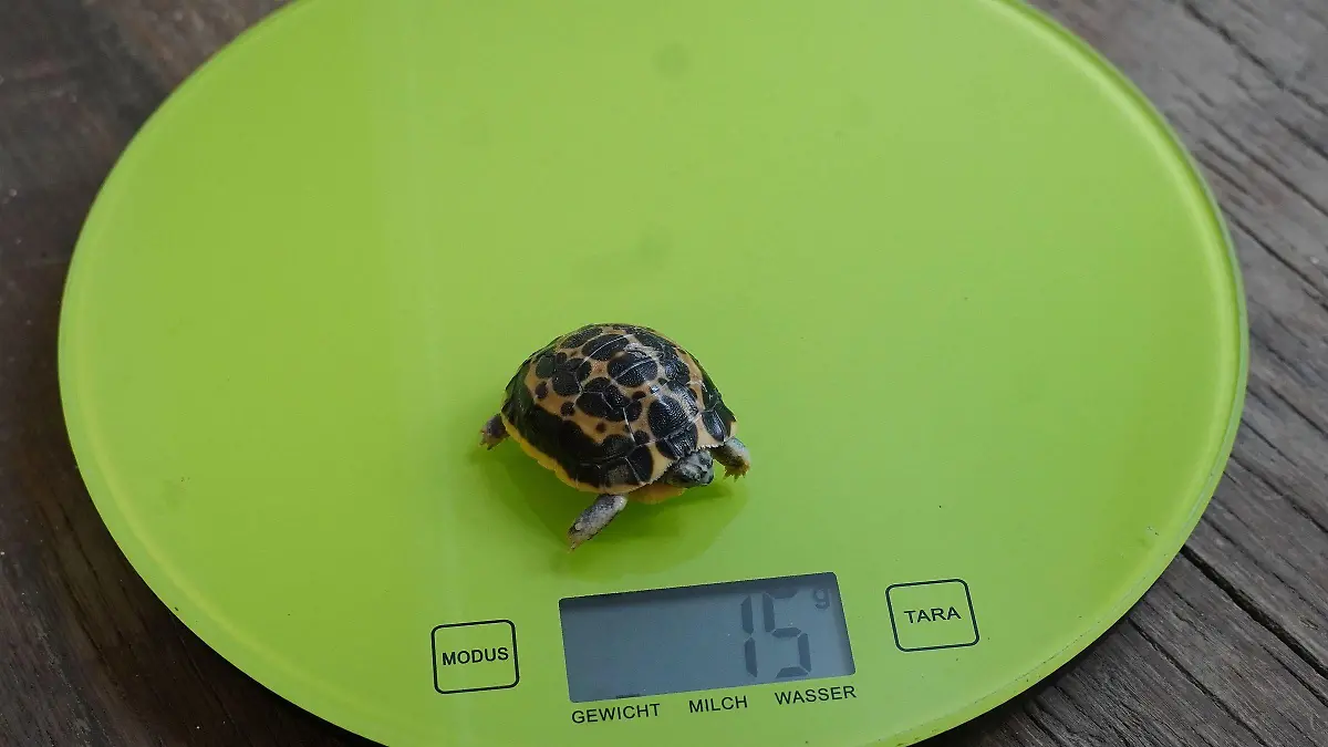 Kaum zu glauben, aber diese gelb-schwarzen Mini-Schildkröten werden bis zu 12 Zentimeter groß und bis zu 70 Jahre alt.