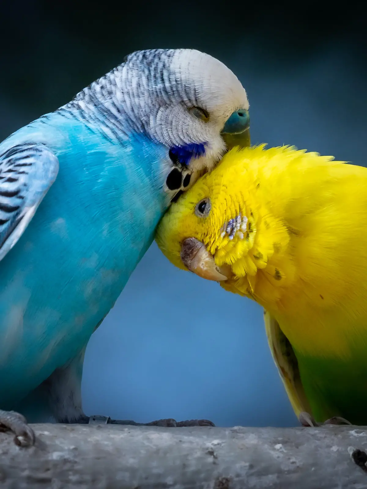 Two cute cuddling budgies perched on branch with blue background as symbol of love and affection