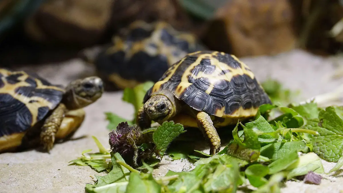 Spinnenschildkröten im Kindergarten