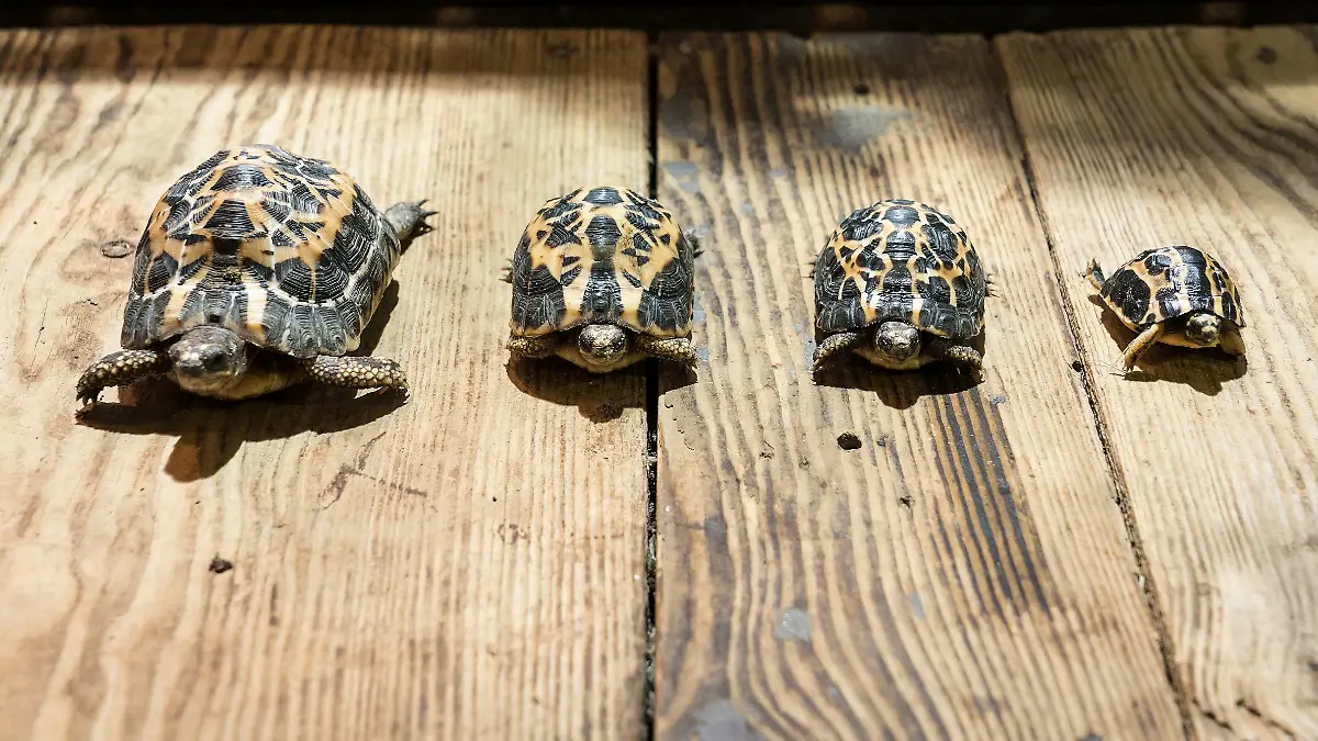 Spinnenschildkröten in Mullewapp